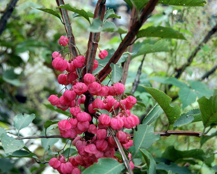 Euonymus phellomanus seed